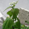 6 P5210269 
